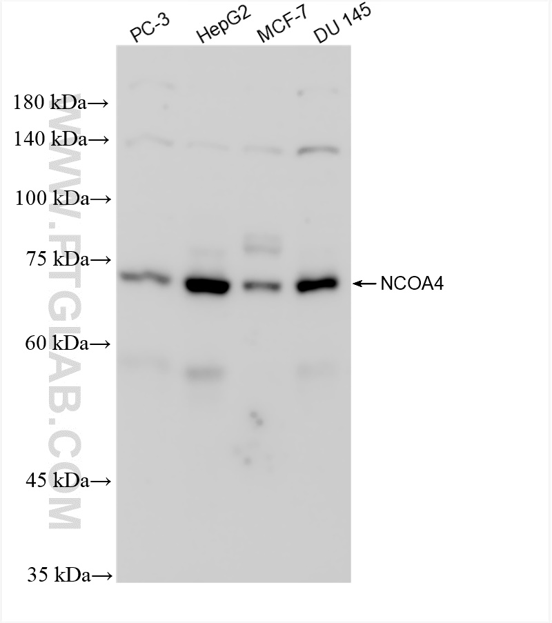 Western Blot (WB) analysis of various lysates using NCOA4 Recombinant antibody (83394-4-RR)