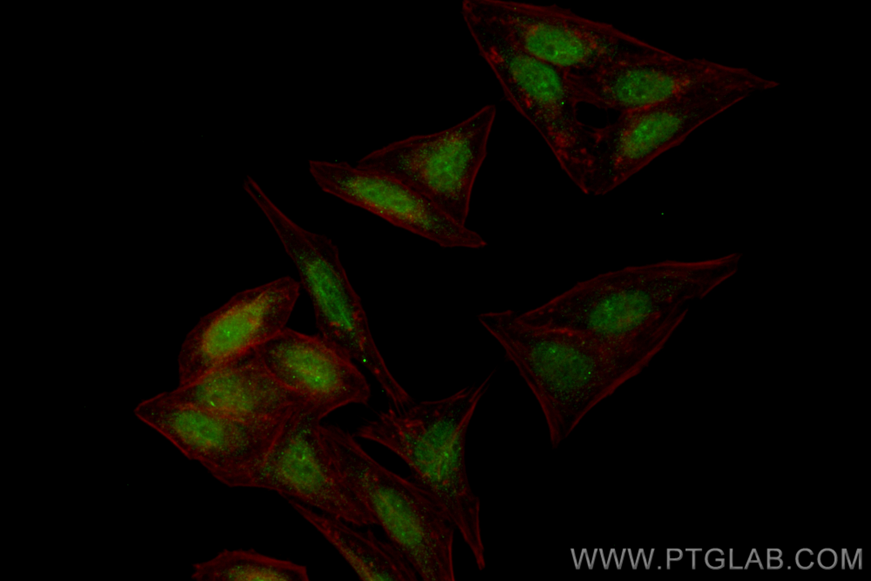 Immunofluorescence (IF) / fluorescent staining of HepG2 cells using CoraLite® Plus 488-conjugated NCOA4 Recombinant an (CL488-83394-4)