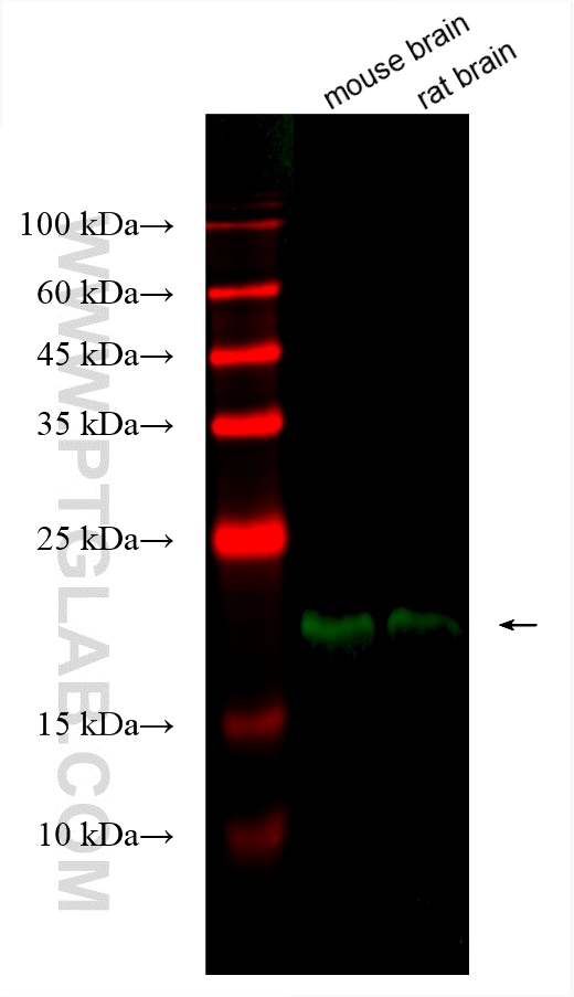 Western Blot (WB) analysis of various lysates using CoraLite® Plus 488-conjugated NCS1 Polyclonal anti (CL488-10506)