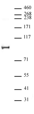 NCoA4 / ELE1 antibody (pAb) tested by Western blot. Nuclear extract (20 ug) of LNCaP cells probed with NCoA4 / ELE1 antibody at a dilution of 1:2,000.