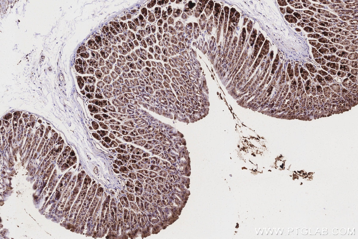 Immunohistochemistry (IHC) staining of mouse stomach tissue using ND1 Polyclonal antibody (19703-1-AP)