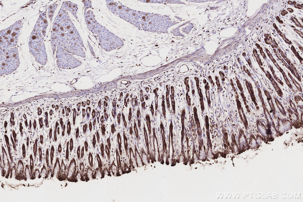 Immunohistochemistry (IHC) staining of rat stomach tissue using ND1 Polyclonal antibody (19703-1-AP)