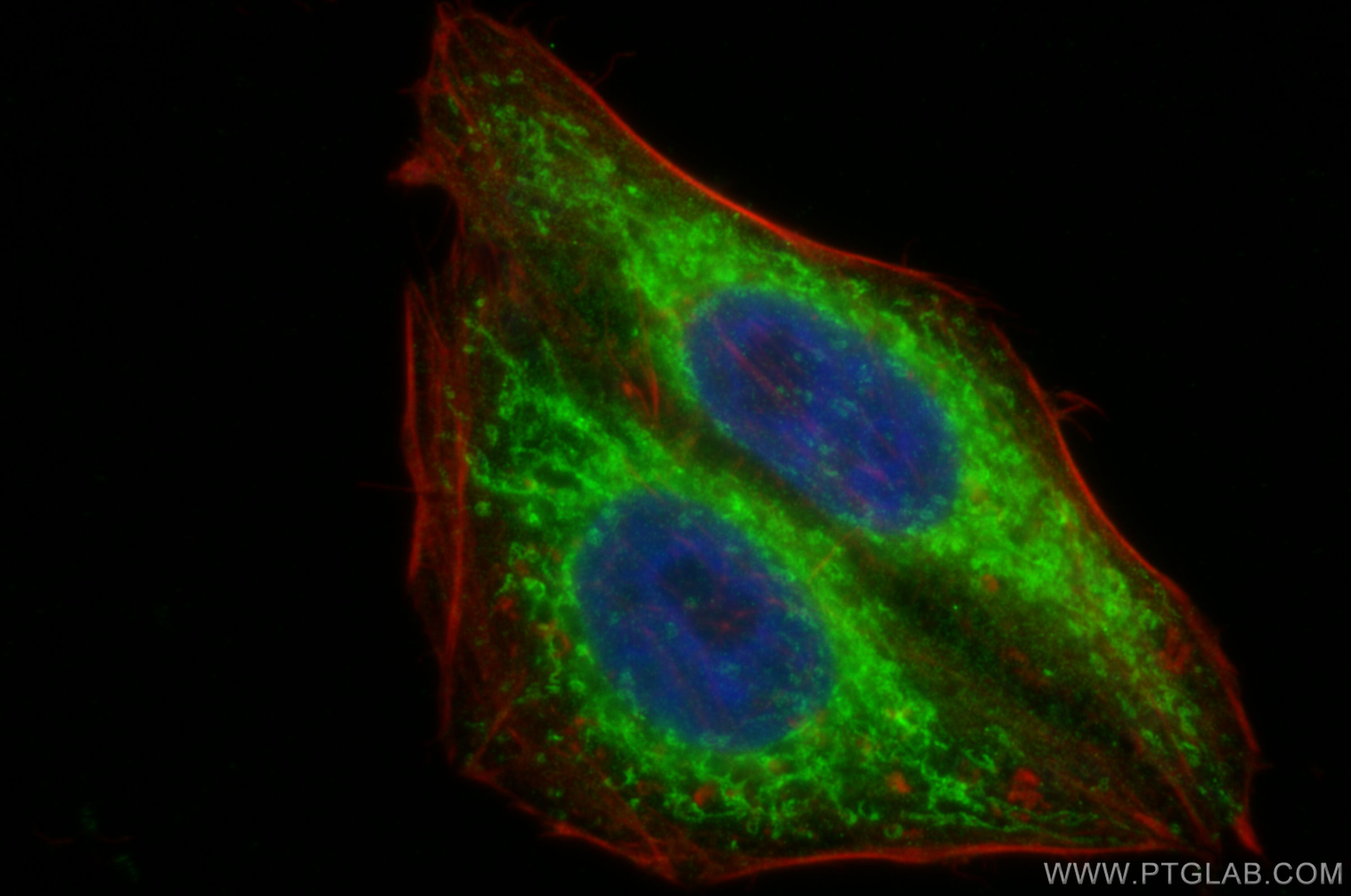 Immunofluorescence (IF) / fluorescent staining of HepG2 cells using MT-ND5 Polyclonal antibody (31132-1-AP)