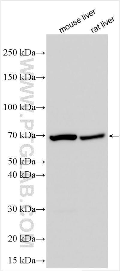 Western Blot (WB) analysis of various lysates using MT-ND5 Polyclonal antibody (55410-1-AP)