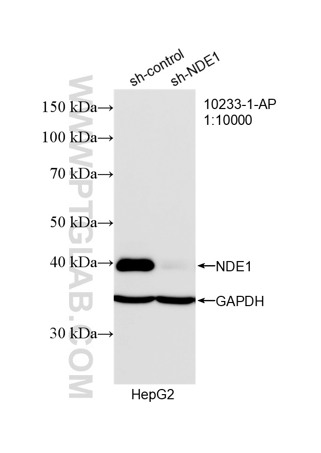Western Blot (WB) analysis of HepG2 cells using NDE1 Polyclonal antibody (10233-1-AP)