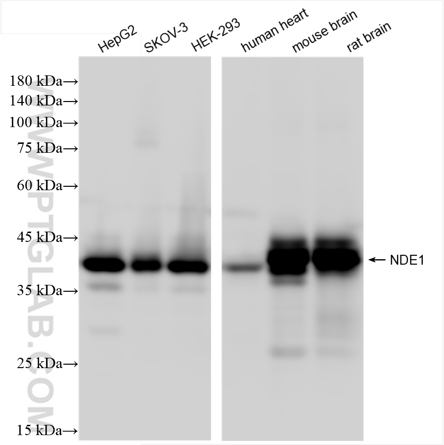 Western Blot (WB) analysis of various lysates using NDE1 Recombinant antibody (84799-4-RR)