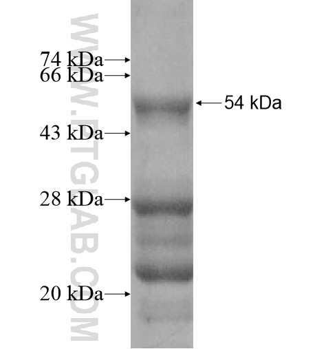 NDEL1 fusion protein Ag11197 SDS-PAGE