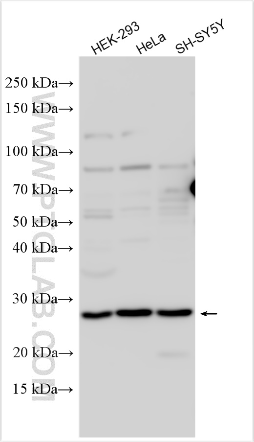 Western Blot (WB) analysis of various lysates using NDFIP1 Polyclonal antibody (15602-1-AP)