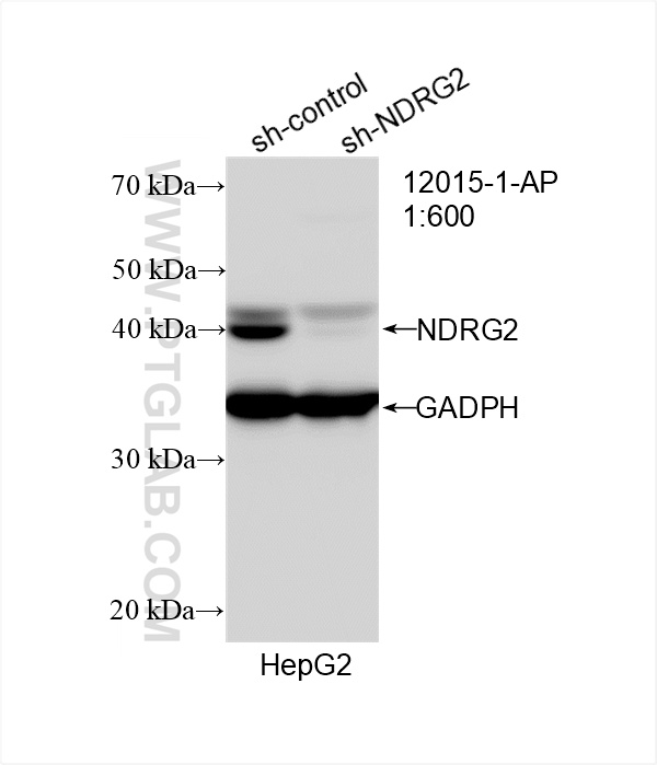 Western Blot (WB) analysis of HepG2 cells using NDRG2 Polyclonal antibody (12015-1-AP)