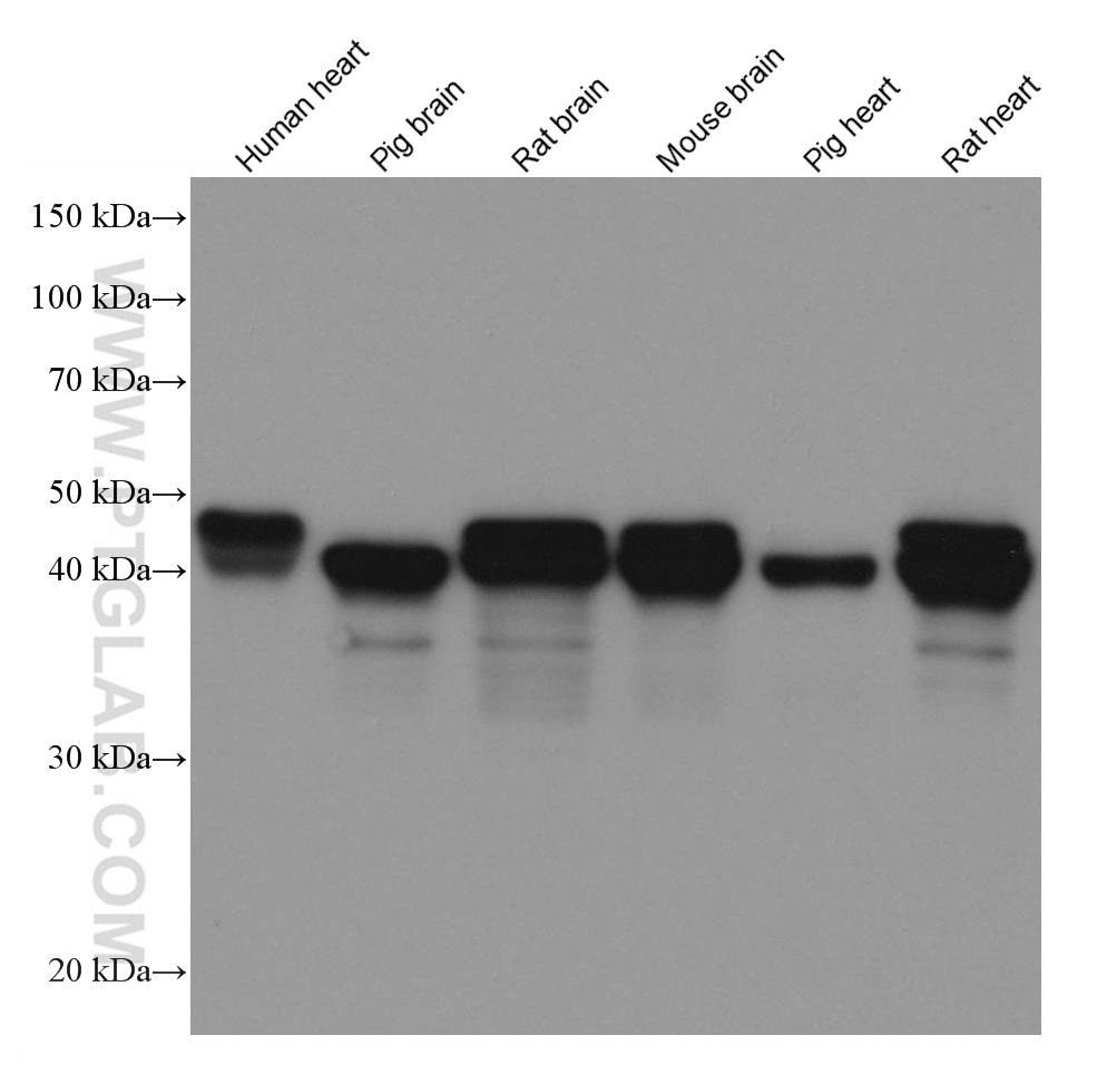 Western Blot (WB) analysis of various lysates using NDRG2 Monoclonal antibody (67191-1-Ig)
