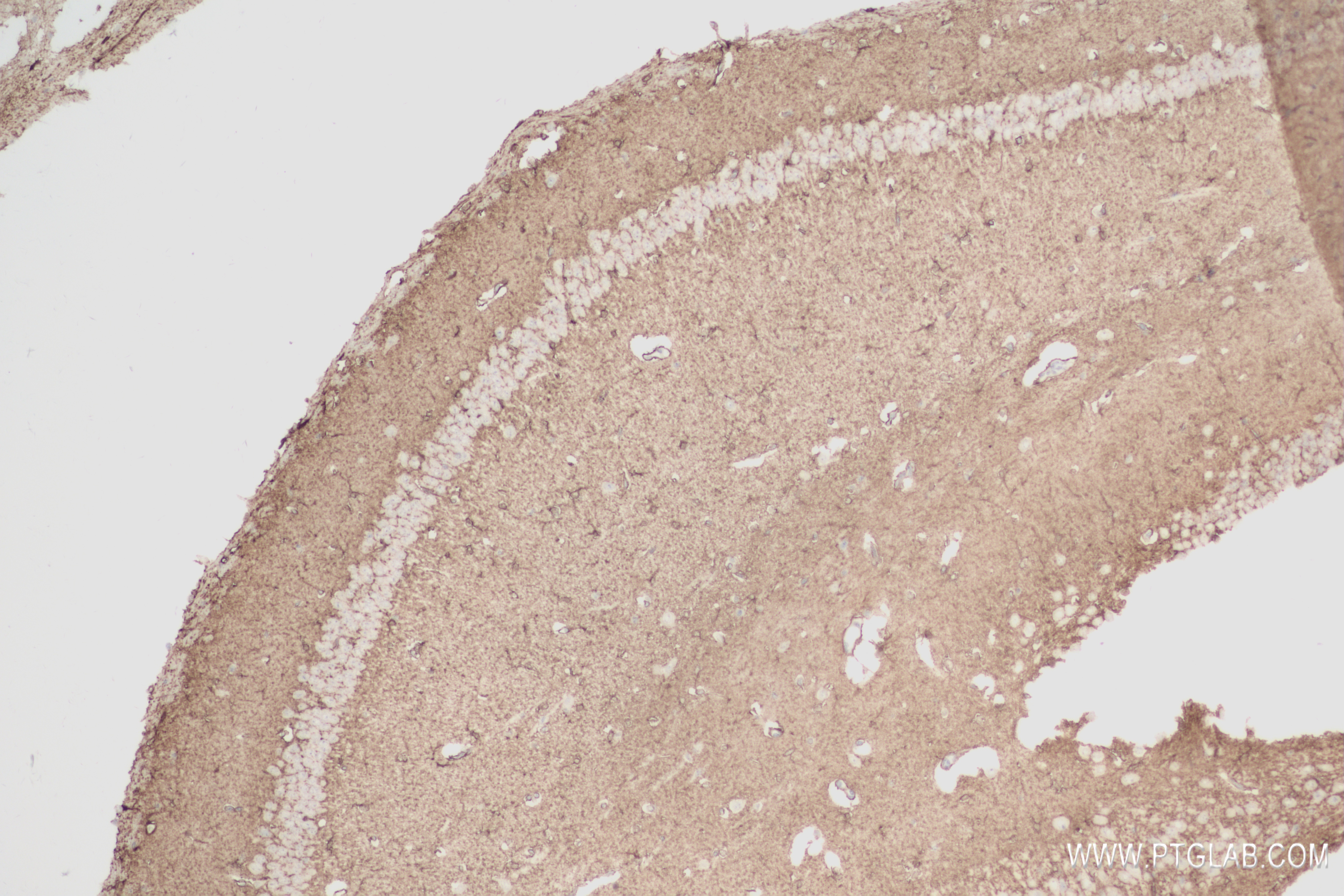 Immunohistochemistry (IHC) staining of mouse brain tissue using NDRG2 Recombinant antibody (83902-7-RR)