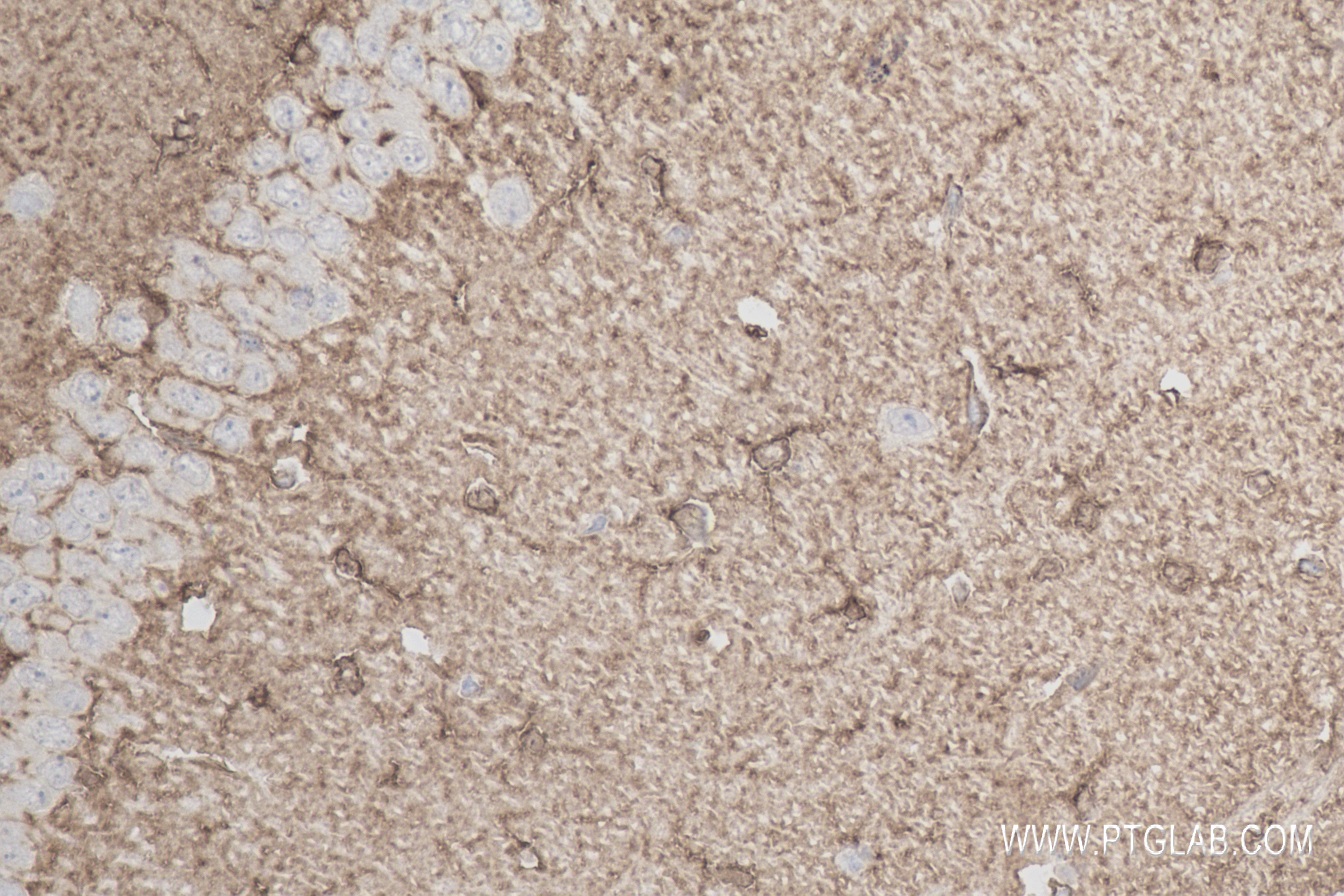 Immunohistochemistry (IHC) staining of mouse brain tissue using NDRG2 Recombinant antibody (83902-7-RR)