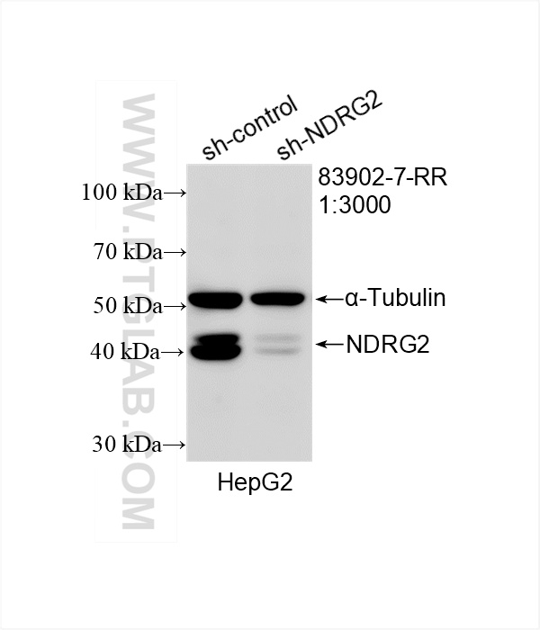Western Blot (WB) analysis of HepG2 cells using NDRG2 Recombinant antibody (83902-7-RR)