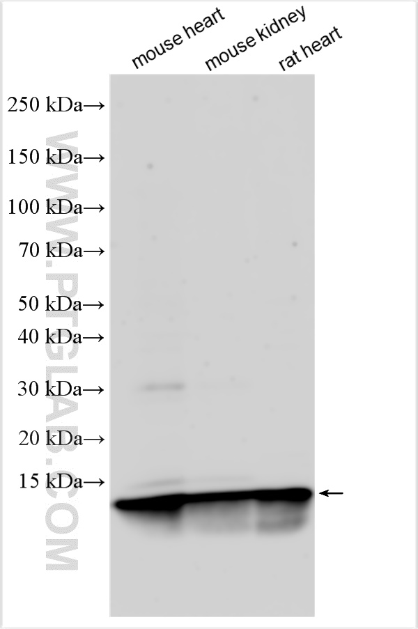 Western Blot (WB) analysis of various lysates using NDUFA1 Polyclonal antibody (15561-1-AP)