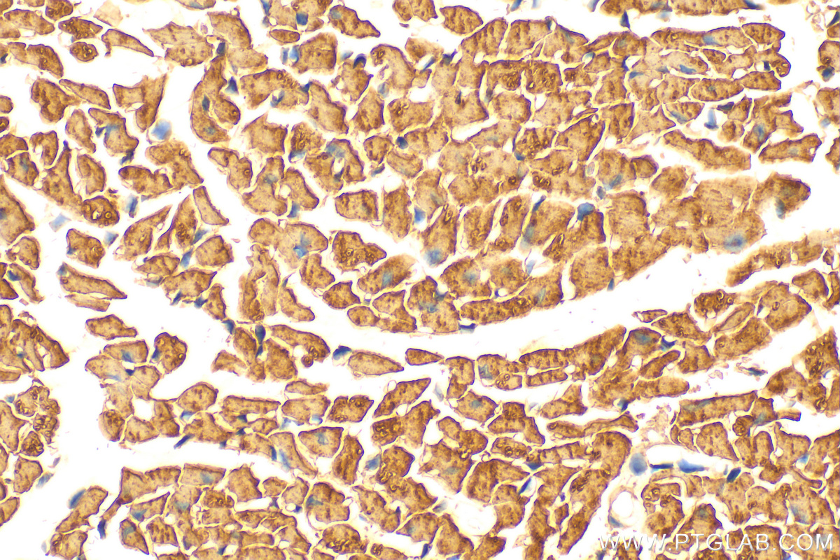 Immunohistochemistry (IHC) staining of mouse heart tissue using NDUFA2 Polyclonal antibody (15889-1-AP)