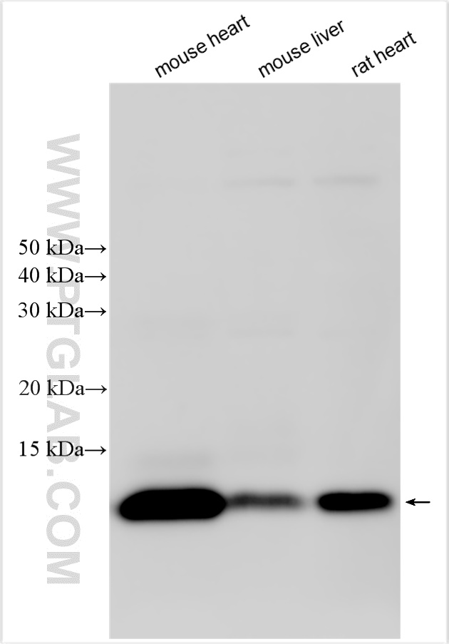 Western Blot (WB) analysis of various lysates using NDUFA2 Polyclonal antibody (15889-1-AP)