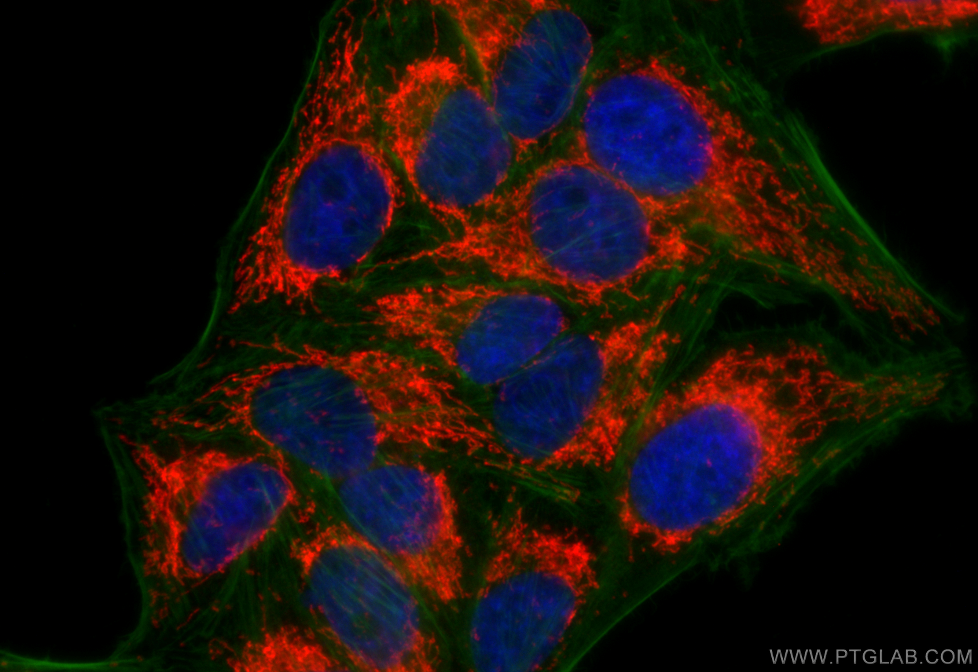 Immunofluorescence (IF) / fluorescent staining of HepG2 cells using NDUFA5 Polyclonal antibody (16640-1-AP)