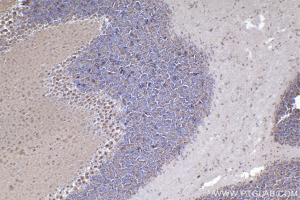 Immunohistochemistry (IHC) staining of mouse cerebellum tissue using NDUFA5 Polyclonal antibody (16640-1-AP)