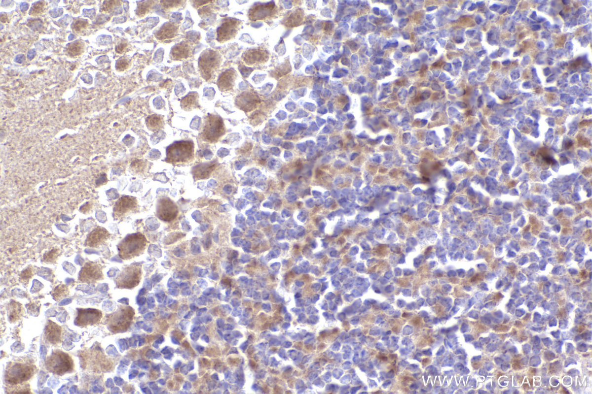 Immunohistochemistry (IHC) staining of mouse cerebellum tissue using NDUFA5 Polyclonal antibody (16640-1-AP)