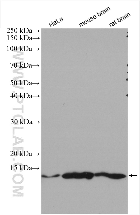 Western Blot (WB) analysis of various lysates using NDUFA5 Polyclonal antibody (16640-1-AP)