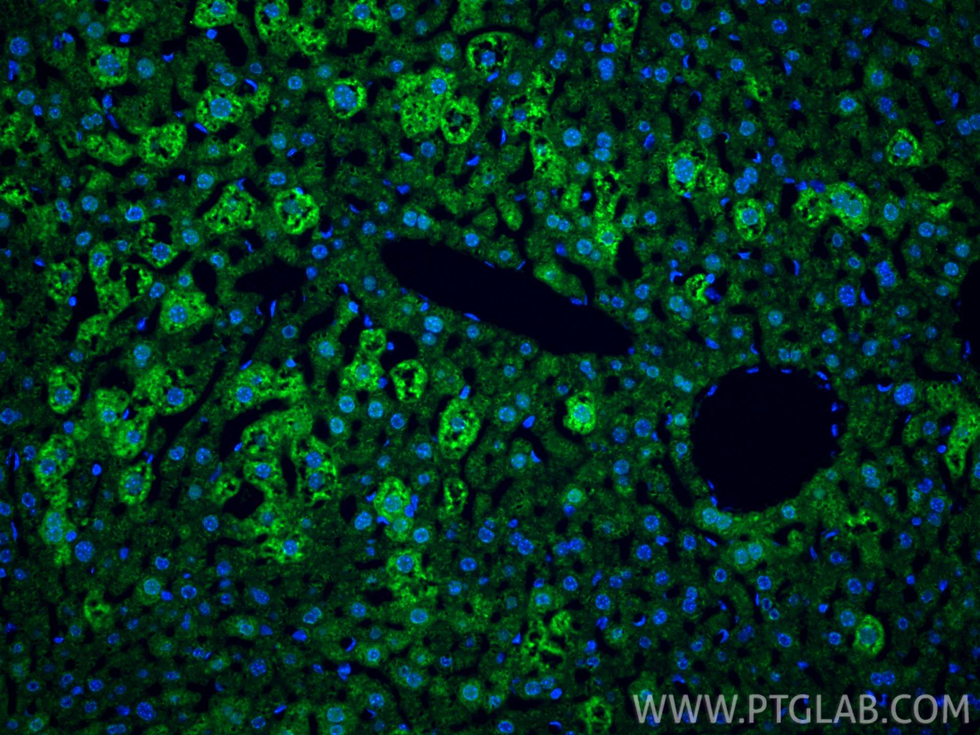 Immunofluorescence (IF) / fluorescent staining of mouse liver tissue using NDUFA9 Polyclonal antibody (20312-1-AP)