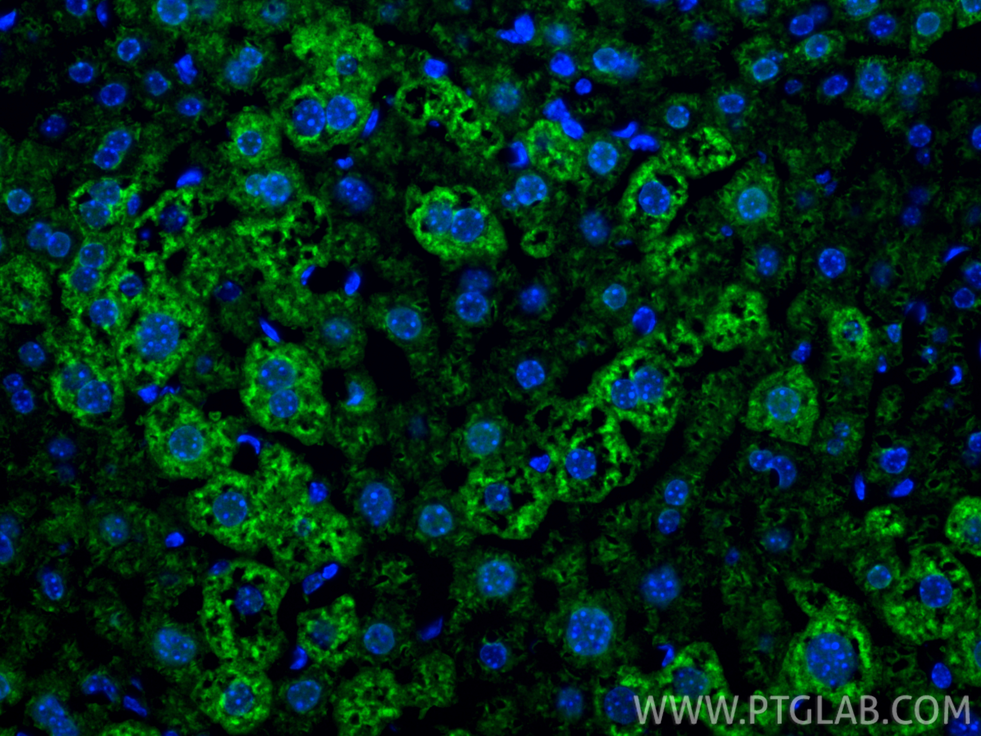 Immunofluorescence (IF) / fluorescent staining of mouse liver tissue using NDUFA9 Polyclonal antibody (20312-1-AP)