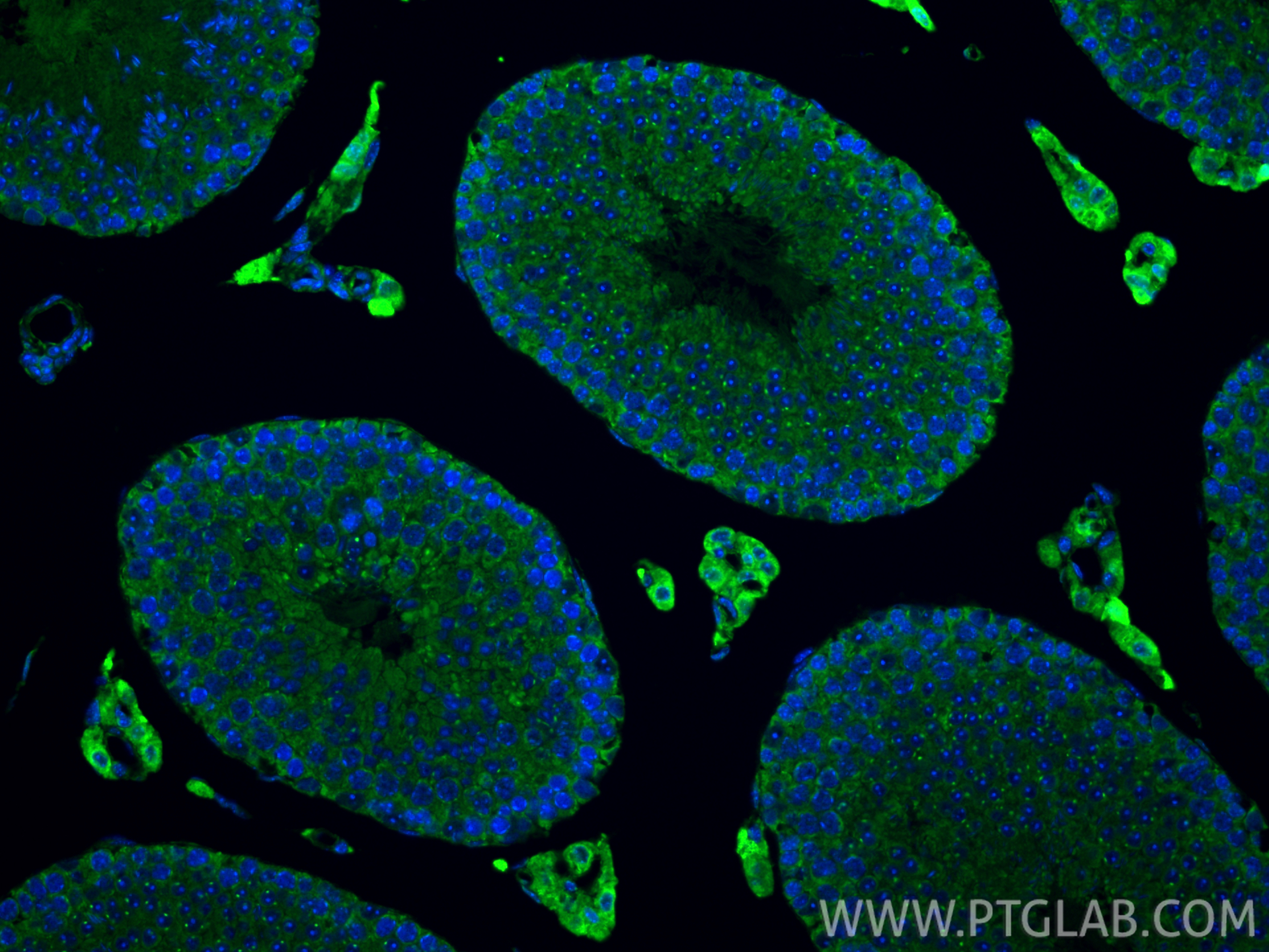 Immunofluorescence (IF) / fluorescent staining of mouse testis tissue using NDUFA9 Polyclonal antibody (20312-1-AP)