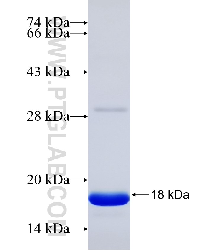 NDUFA9 fusion protein Ag31239 SDS-PAGE