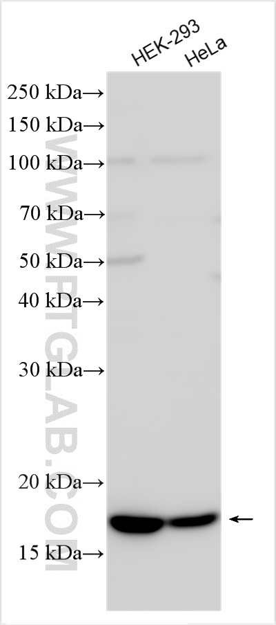 Western Blot (WB) analysis of various lysates using NDUFAF3 Polyclonal antibody (25621-1-AP)