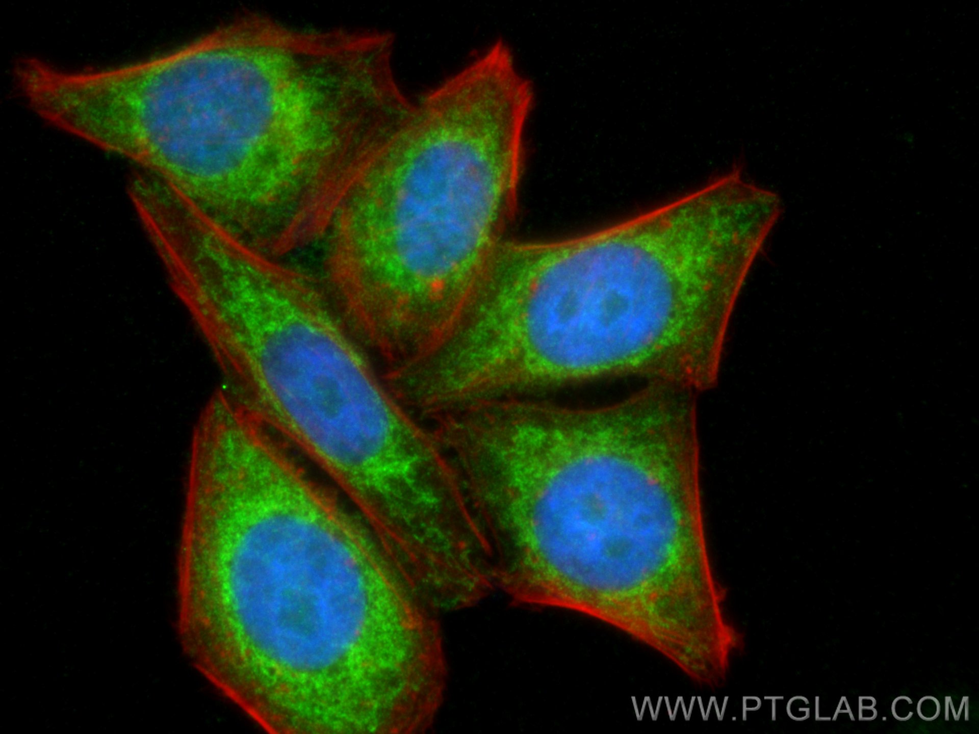 Immunofluorescence (IF) / fluorescent staining of HepG2 cells using NDUFB11 Polyclonal antibody (16720-1-AP)