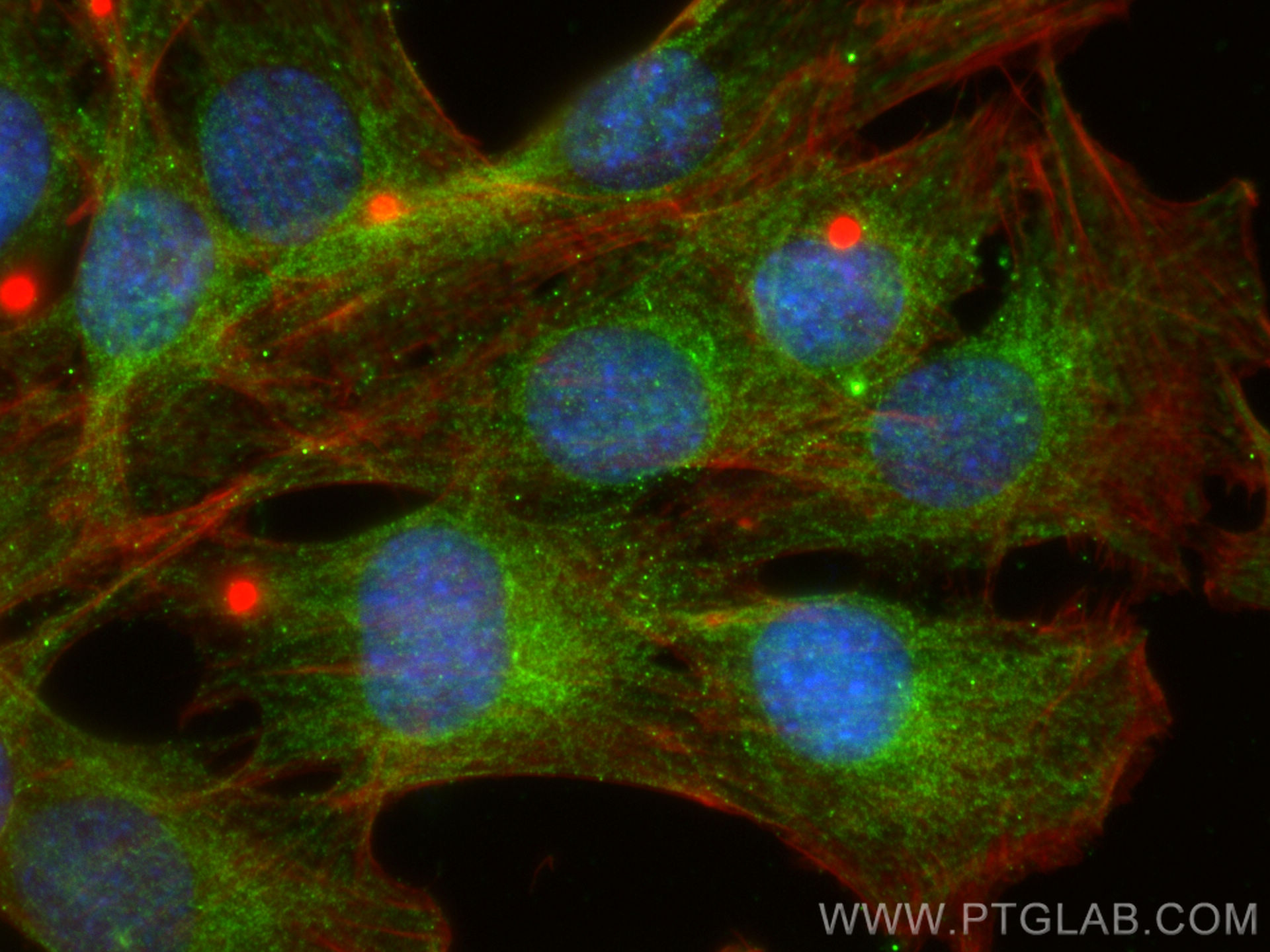 Immunofluorescence (IF) / fluorescent staining of C2C12 cells using NDUFB2 Polyclonal antibody (17614-1-AP)