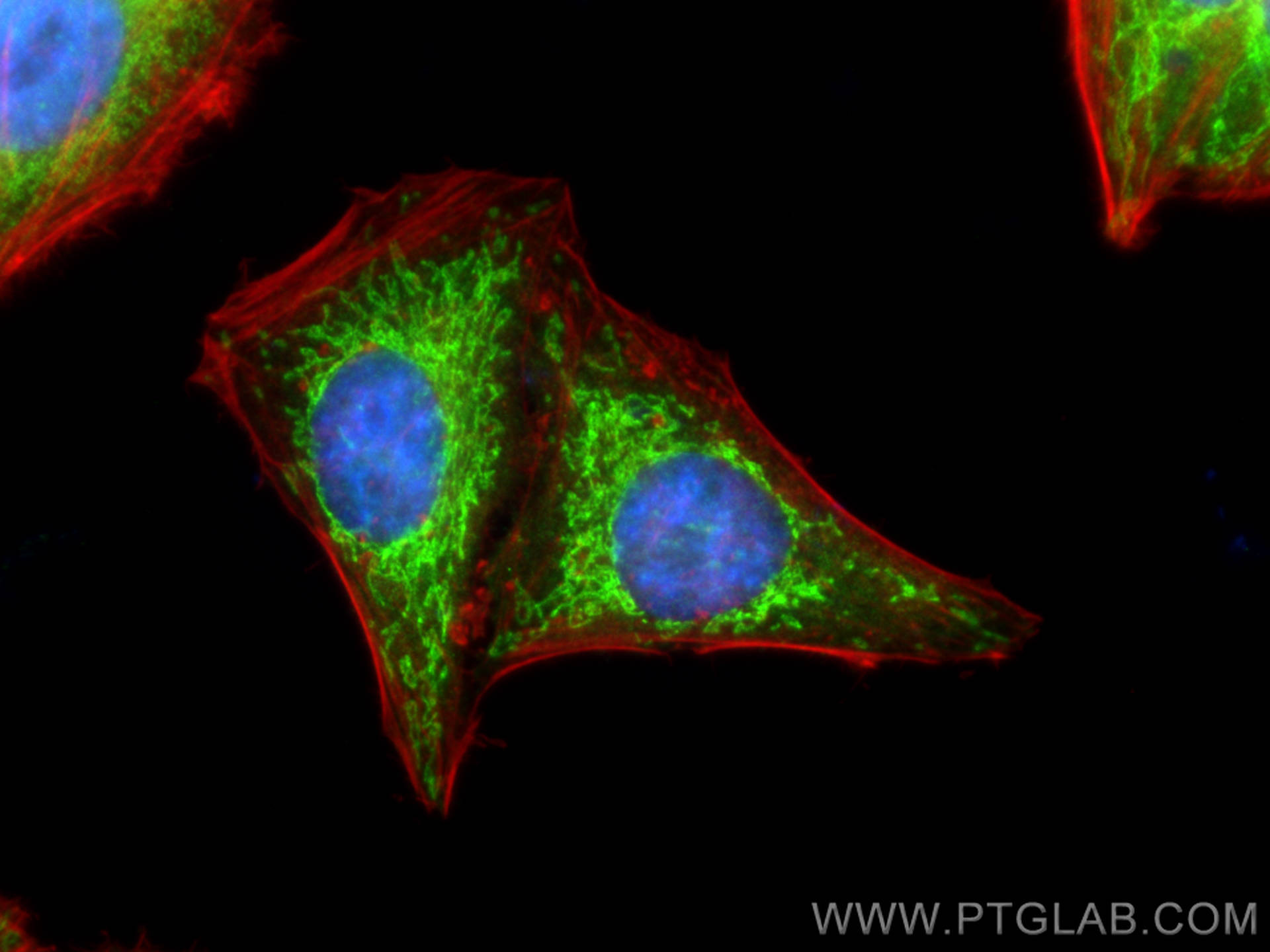 Immunofluorescence (IF) / fluorescent staining of HepG2 cells using NDUFB8 Polyclonal antibody (14794-1-AP)