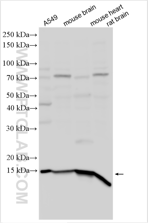 Western Blot (WB) analysis of various lysates using NDUFC2 Polyclonal antibody (15573-1-AP)