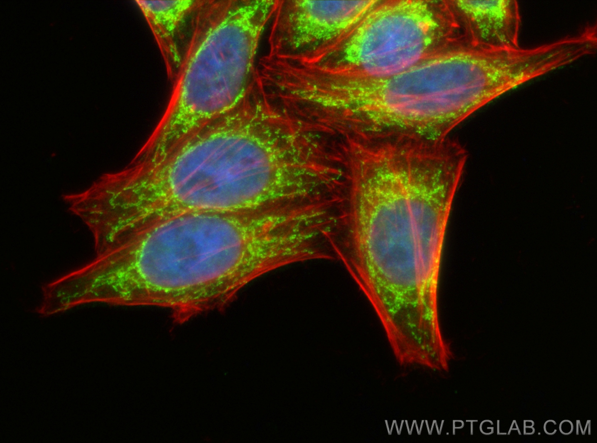 Immunofluorescence (IF) / fluorescent staining of HepG2 cells using NDUFS2 Polyclonal antibody (28125-1-AP)