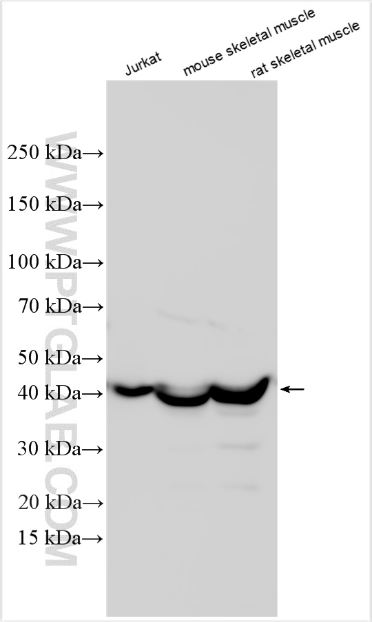 Western Blot (WB) analysis of various lysates using NDUFS2 Polyclonal antibody (28125-1-AP)