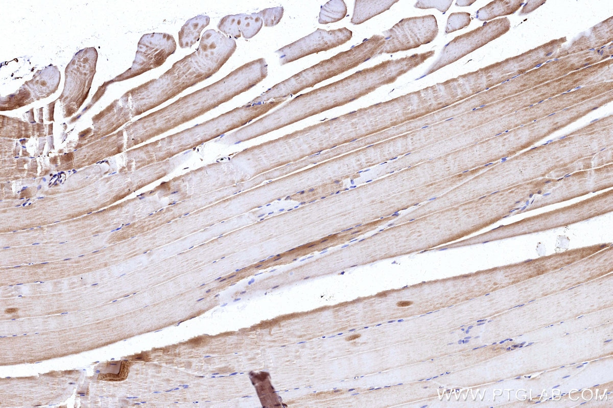 Immunohistochemistry (IHC) staining of rat skeletal muscle tissue using NDUFS7 Polyclonal antibody (15728-1-AP)