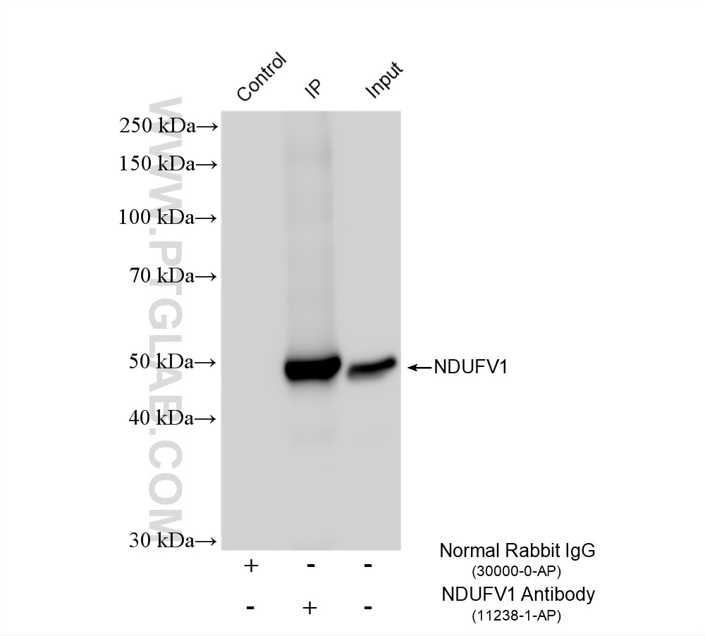 Immunoprecipitation (IP) experiment of mouse heart tissue using NDUFV1 Polyclonal antibody (11238-1-AP)