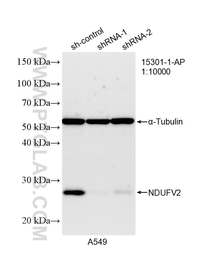 Western Blot (WB) analysis of A549 cells using NDUFV2 Polyclonal antibody (15301-1-AP)
