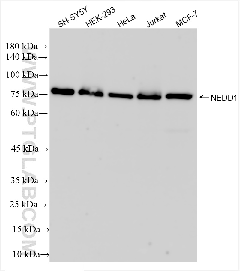 Western Blot (WB) analysis of various lysates using NEDD1 Recombinant antibody (83443-6-RR)