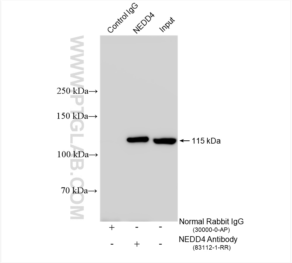Immunoprecipitation (IP) experiment of NIH/3T3 cells using NEDD4 Recombinant antibody (83112-1-RR)
