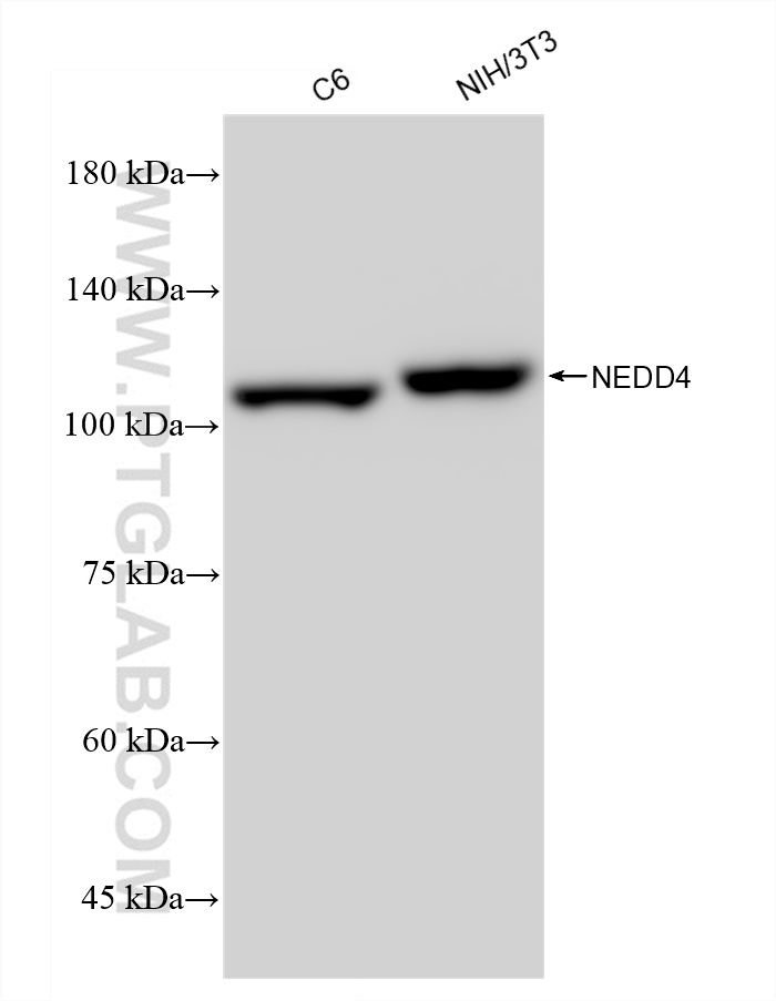 Western Blot (WB) analysis of various lysates using NEDD4 Recombinant antibody (83112-4-RR)