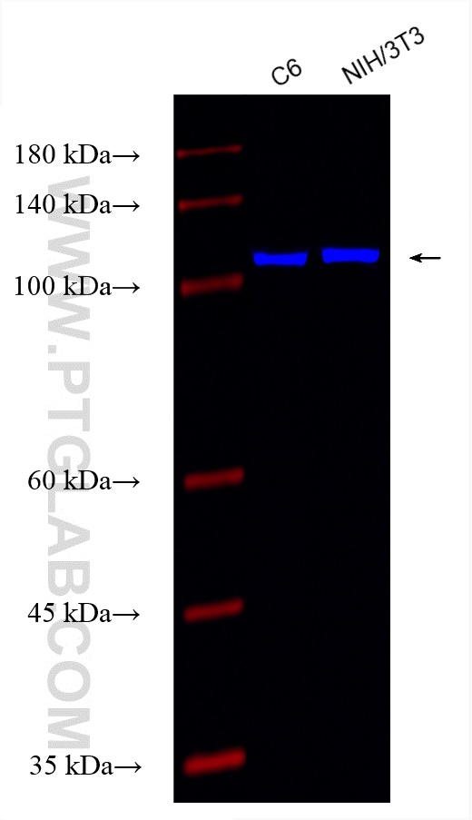 Western Blot (WB) analysis of various lysates using CoraLite® Plus 750-conjugated NEDD4 Recombinant an (CL750-83112)