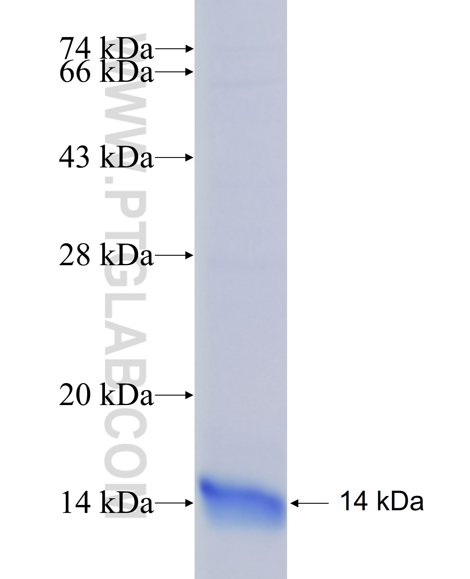 NEDD8 fusion protein Ag28651 SDS-PAGE