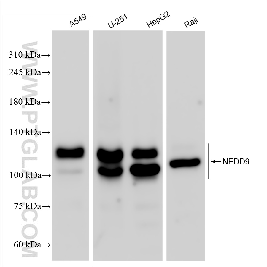 Western Blot (WB) analysis of various lysates using NEDD9 Recombinant antibody (83362-2-RR)