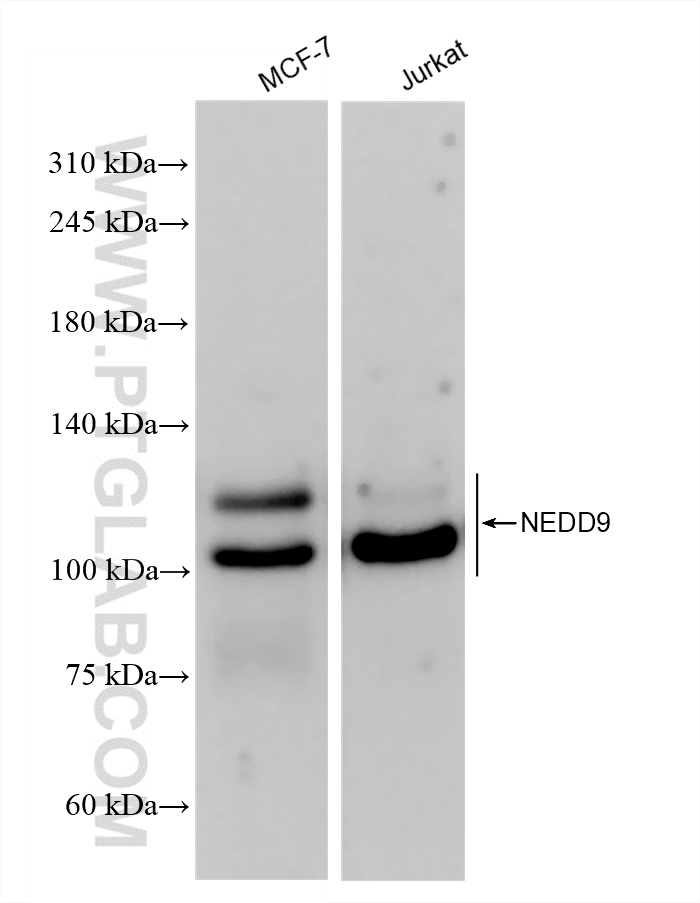 Western Blot (WB) analysis of various lysates using NEDD9 Recombinant antibody (83362-2-RR)