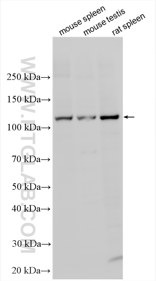 Western Blot (WB) analysis of various lysates using NEK9 Polyclonal antibody (11192-1-AP)
