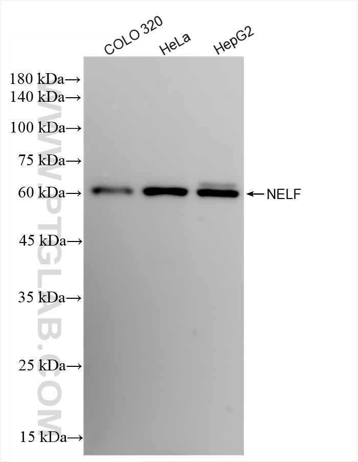 Western Blot (WB) analysis of various lysates using NELF Recombinant antibody (83490-2-RR)