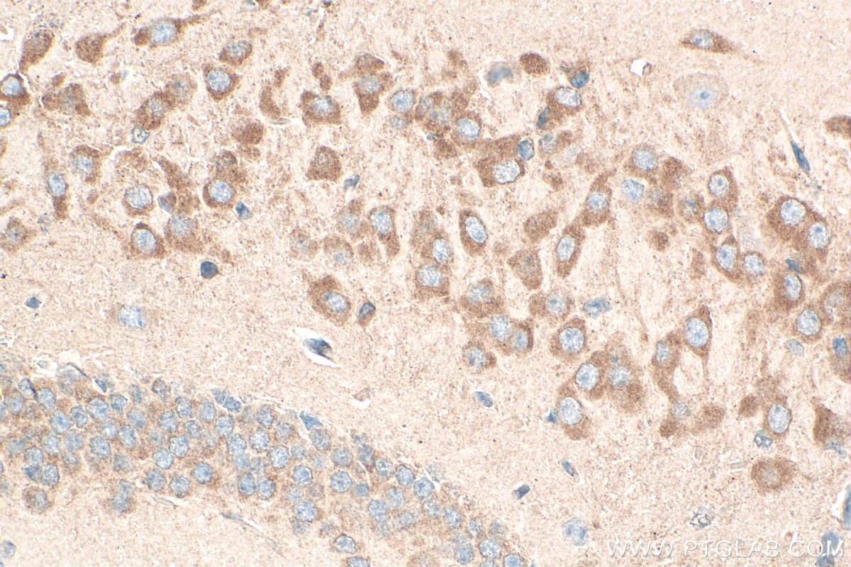 Immunohistochemistry (IHC) staining of mouse brain tissue using NELL2 Polyclonal antibody (11268-1-AP)