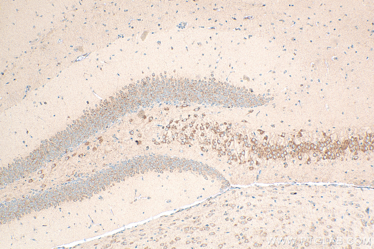 Immunohistochemistry (IHC) staining of mouse brain tissue using NELL2 Polyclonal antibody (11268-1-AP)