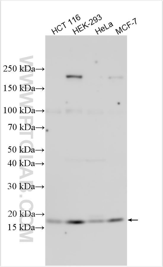 Western Blot (WB) analysis of various lysates using Neudesin/NENF Polyclonal antibody (15760-1-AP)